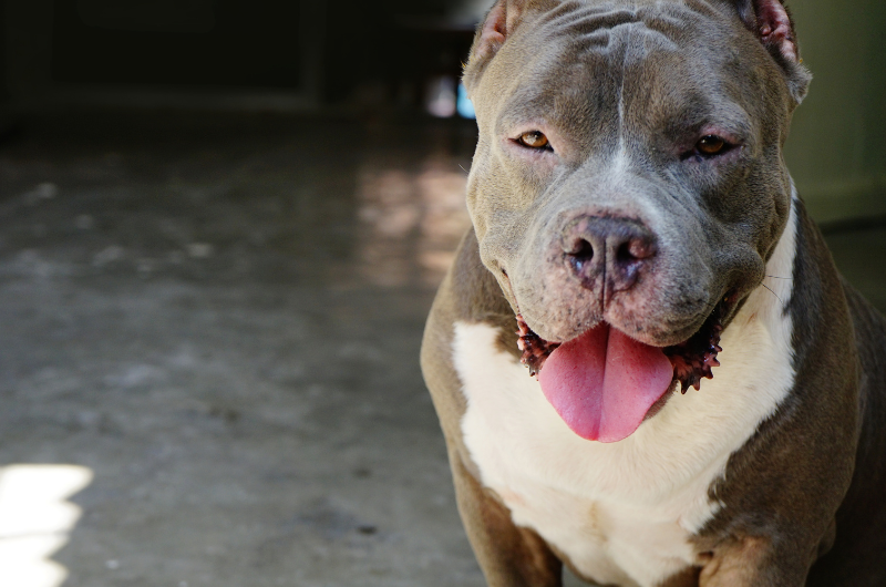 Most aggressive hot sale pitbull breed